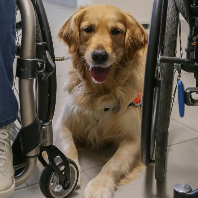 Pet therapy Day